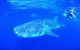 Ningaloo Reef Resort - thumb 1