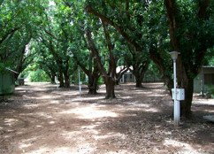 Daly River Mango Farm - Accommodation Perth 4