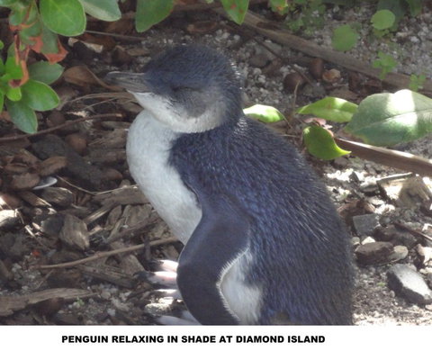 Diamond Island Resort - Accommodation Perth 2