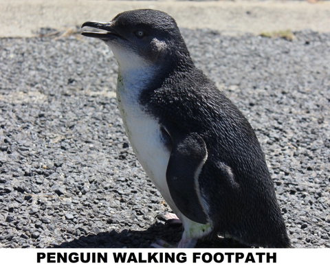 Diamond Island Resort - Accommodation Perth 4