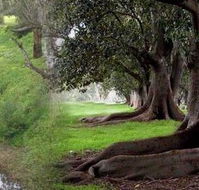 Rivergum Cottage - Perth Resorts