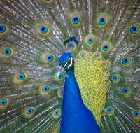 Willunga Peacock Farm Bed and Breakfast - Accommodation Perth