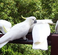 Lorikeet Lane BB - Accommodation Perth