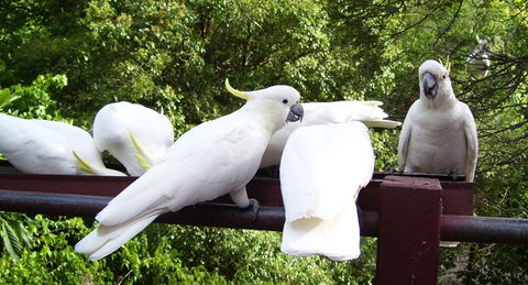 Lorikeet Lane B&B - Accommodation Perth 0