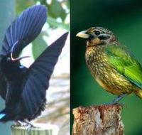 Chambers Wildlife Rainforest Lodges - Accommodation Perth