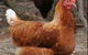 Avonmore Estate Biodynamic Winery - thumb 0