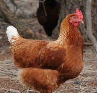 Avonmore Estate Biodynamic Winery - Accommodation Perth