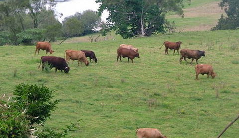 Bemurrah Homestead At Pee Dee - Accommodation Perth 5