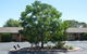 Hilltops Retreat Motor Inn - thumb 6