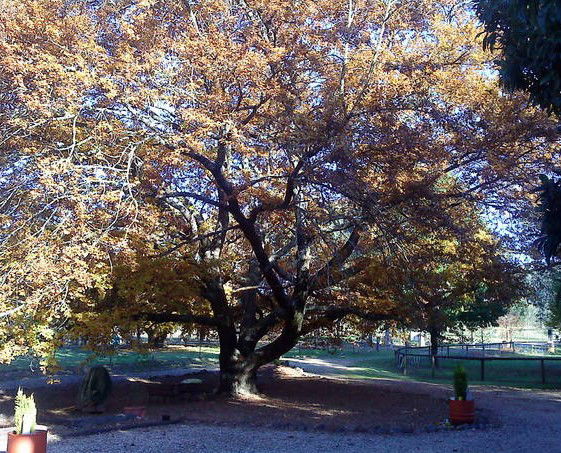 Lankeys Creek NSW Accommodation Perth