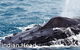 Fraser Island Fishing Units - thumb 5