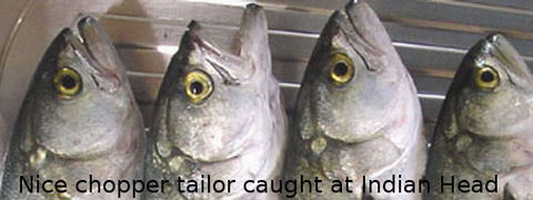 Fraser Island Fishing Units - Accommodation Perth 6