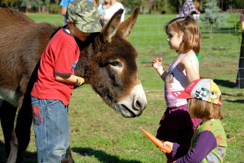 Diamond Forest Farm Stay - Accommodation Perth 3