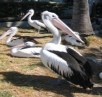 Christmas Cove Caravan Park - Perth Resorts