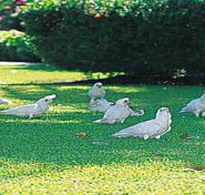 Aurora Kakadu - Accommodation Perth