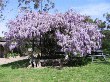 Studio Cottages Romantic Hideaway - Accommodation Perth 5