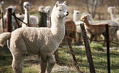 Glenhope Bed And Breakfast - Perth Resorts 2