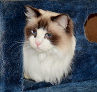 Crufts K9 Lodge amp Cat Hotel - Accommodation Perth