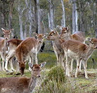 Lake Leake Chalet - Accommodation Perth
