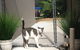 Caringbah Cat Hotel - thumb 0