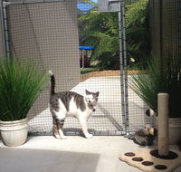 Caringbah Cat Hotel - Accommodation Perth