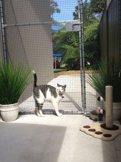 Caringbah Cat Hotel - Accommodation Perth 0