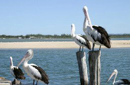 Tuncurry Sunset Motel - Accommodation Perth 3