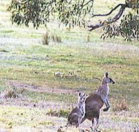 Kangaroo Ridge Retreat - Accommodation Perth