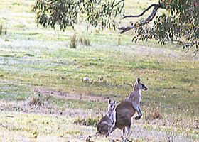 Kangaroo Ridge Retreat - Accommodation Perth 0