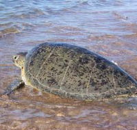 Mackerel Islands - Accommodation Perth
