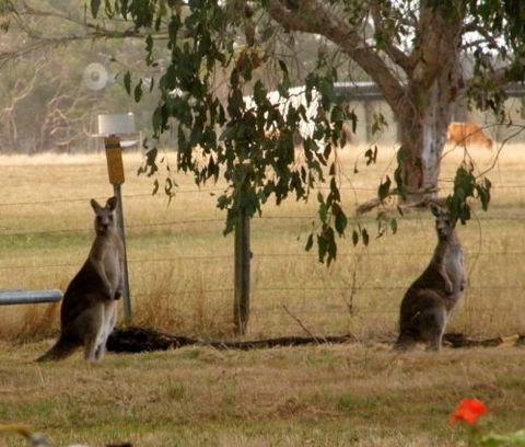 Blue Wren Haven - Perth Resorts 5