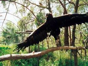 Curlew Hill Sanctuary - Accommodation Perth 0