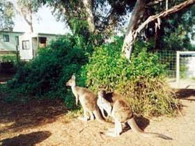 Avoca Dell Caravan Park - Accommodation Perth 0