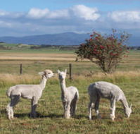 Promhills Cabins - Perth Resorts