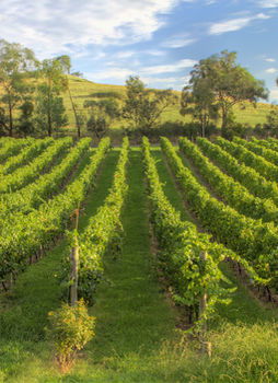 Balgownie Estate Vineyard & Spa - Accommodation Perth 4