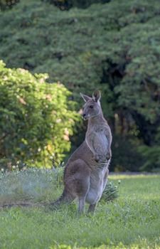 Ninderry Manor Luxury Retreat - Accommodation Perth 15