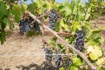 De'Vine Escape - Accommodation Perth 13