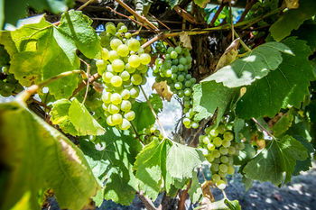 De'Vine Escape - Accommodation Perth 20