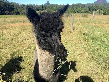 Blackwattle Farm B&B And Farm Stay - Accommodation Perth 4