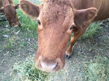 Blackwattle Farm B&B And Farm Stay - Accommodation Perth 5