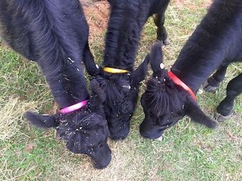 Blackwattle Farm B&B And Farm Stay - Accommodation Perth 6