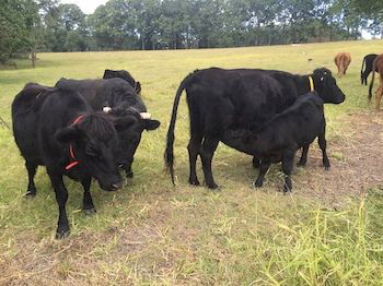 Blackwattle Farm B&B And Farm Stay - Accommodation Perth 8