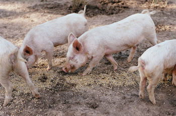 Blackwattle Farm B&B And Farm Stay - Accommodation Perth 40