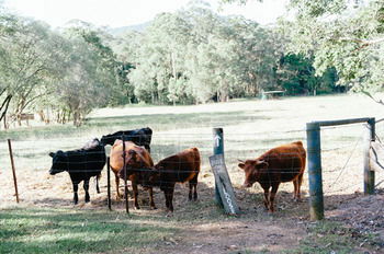 Blackwattle Farm B&B And Farm Stay - Accommodation Perth 44