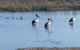 Avoca Dell Caravan Park - thumb 9