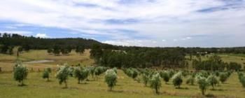 Hunter Homestead - Accommodation Perth 7