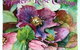A Winter-rose Cottage B&B - thumb 0