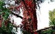 A Winter-rose Cottage B&B - thumb 7