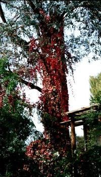 A Winter-rose Cottage B&B - Accommodation Perth 7