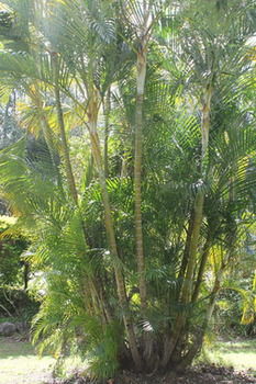 Buderim Fiesta Motel - Perth Resorts 18